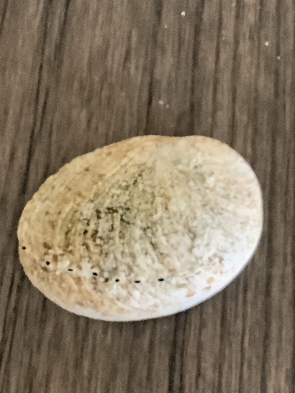 Abalone Haliotis Rufescens Shell 4.5" Long - Picture 2 of 13
